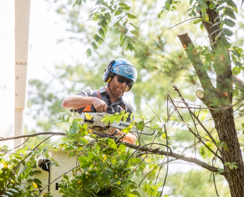 arbor maintenance