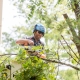 arbor maintenance