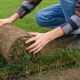 turf sod installation Staunton