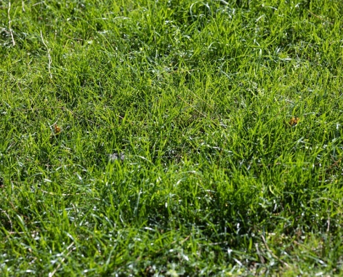 staunton residential turf care