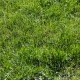 staunton residential turf care