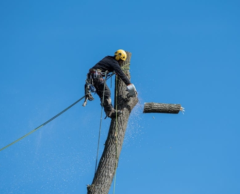 arborist services augusta county