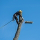 arborist services augusta county