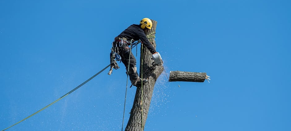 arborist services augusta county
