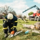 professional arborist staunton va